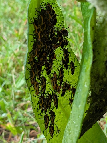 Large Milkweed Bug