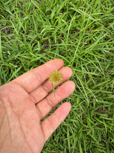 Rhynchospora rubra observed 2026-09-16