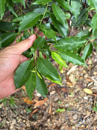 Ilex rotunda observed 2026-09-16