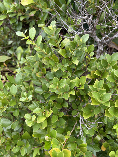 Lindera akoensis observed 2026-09-16