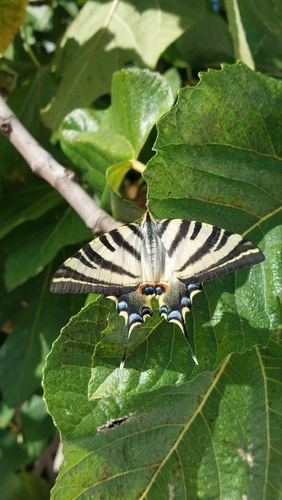 Iberian Scarce Swallowtail