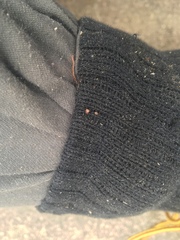 Amblyomma americanum