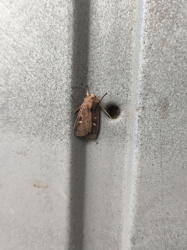 Square-spot Rustic