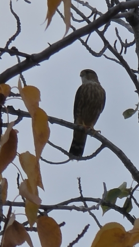 Merlin