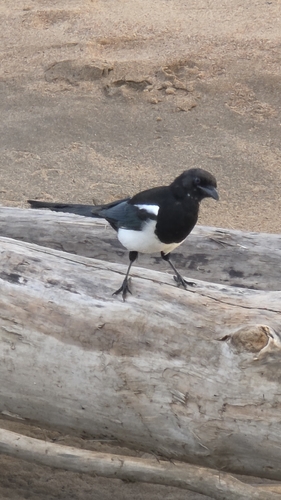 Black-billed Magpie