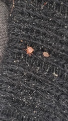 Amblyomma americanum