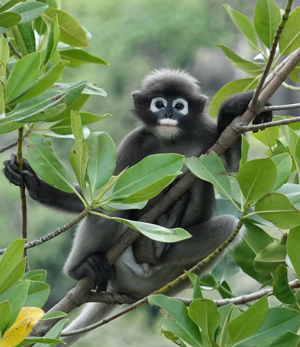 Dusky Leaf Monkey