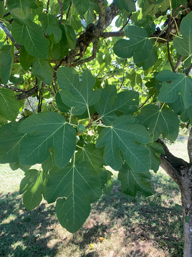 common fig