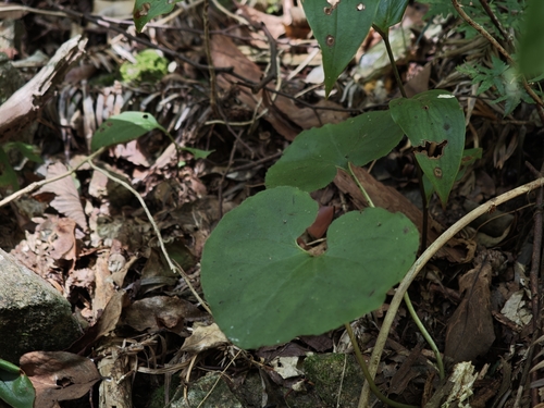 Asarum renicordatum