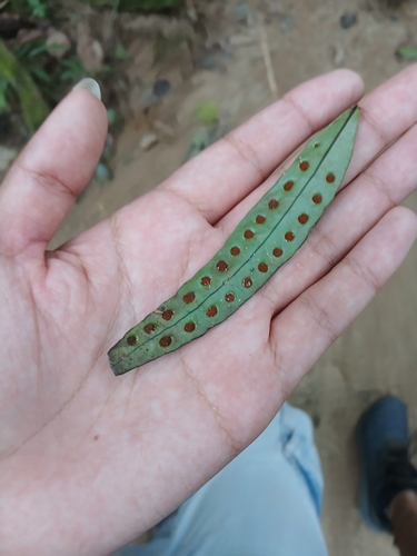 Microgramma percussa observed 2026-09-17