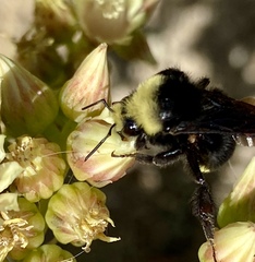 Bombus vosnesenskii
