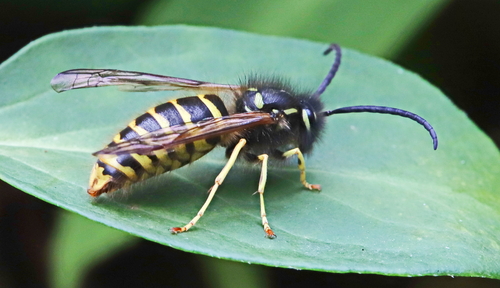 Common European Yellowjacket