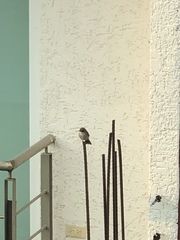 Pyrocephalus rubinus