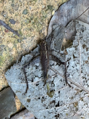 Cardiodactylus singapura