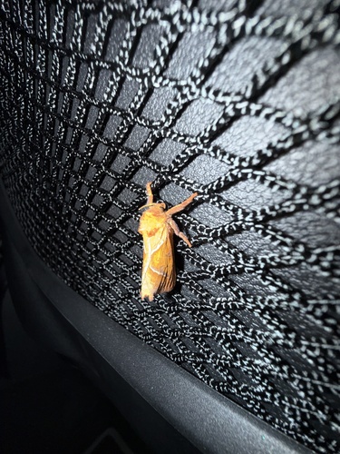 Orange Swift