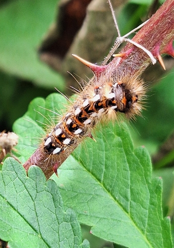 Knot Grass Moth