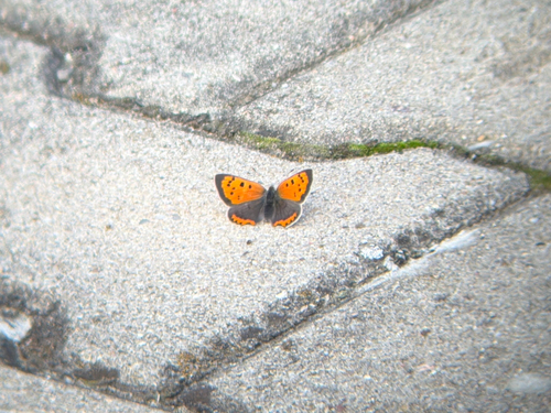 Small Copper