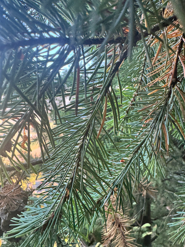 Douglas-fir