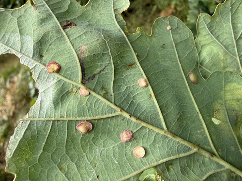 Smooth Spangle Gall Wasp