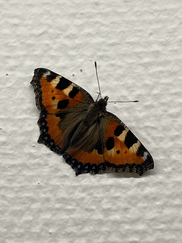 Small Tortoiseshell