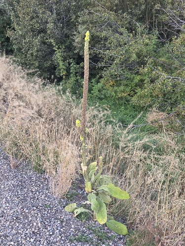 great mullein