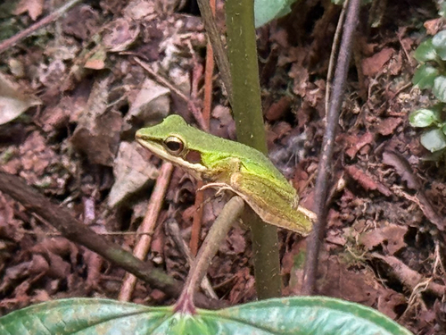 Malayan Copper-cheeked Frog