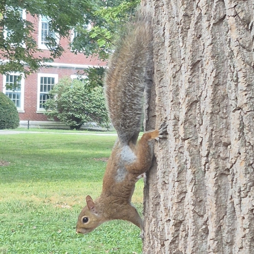 Eastern Gray Squirrel