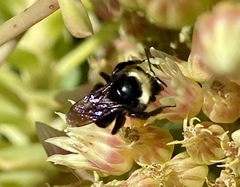 Bombus vosnesenskii