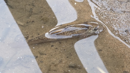 Longnose Sucker