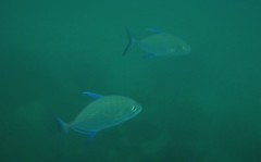 Ferdauia orthogrammus