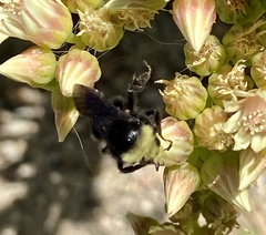 Bombus vosnesenskii