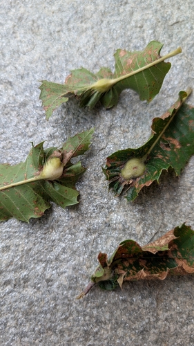 Asian Chestnut Gall Wasp