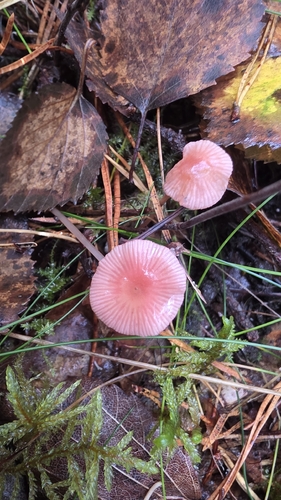 pink bonnet