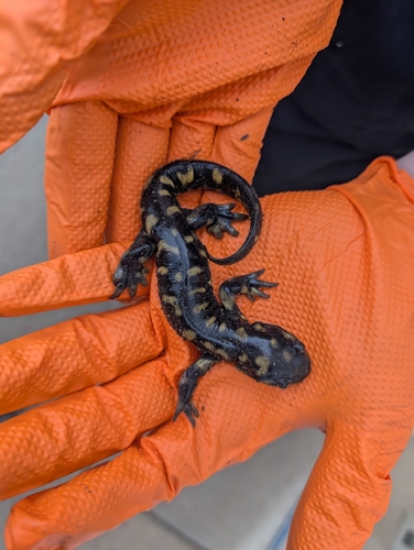 Eastern Tiger Salamander