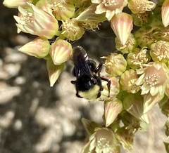 Bombus vosnesenskii