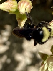 Bombus vosnesenskii