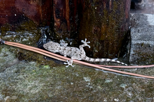 Moorish Gecko