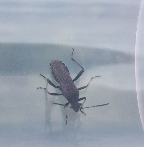 ant bug