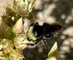 Bombus vosnesenskii