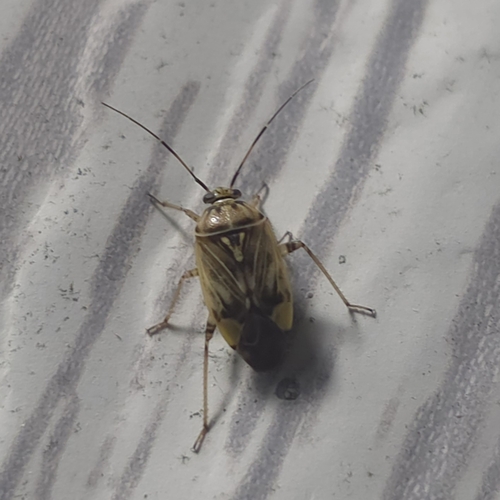 North American Tarnished Plant Bug