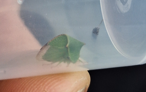 Buffalo Treehopper