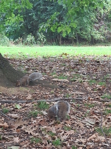 Eastern Gray Squirrel