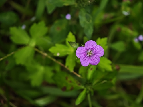 Thunberg's Geranium