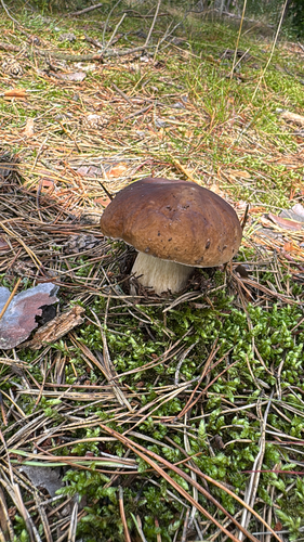 King Bolete
