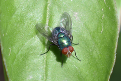 Lucilia eximia