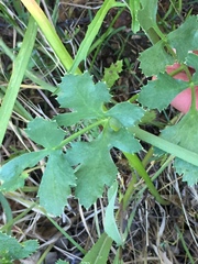 Tauschia arguta