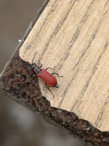 Red Malachite Beetle