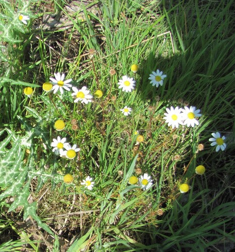 Chamaemelum fuscatum, photograph 1