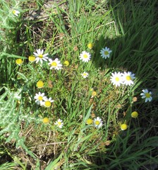 Chamaemelum fuscatum, photograph (c) zebedeugalinha, some rights reserved (CC BY)