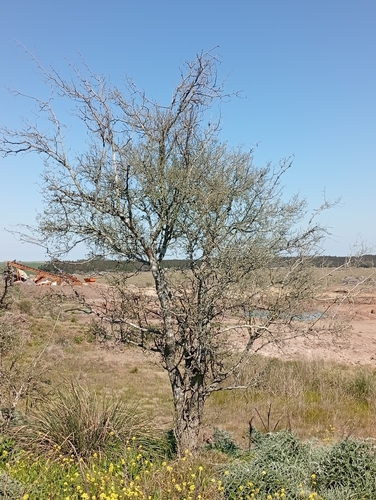 Desert Hackberry